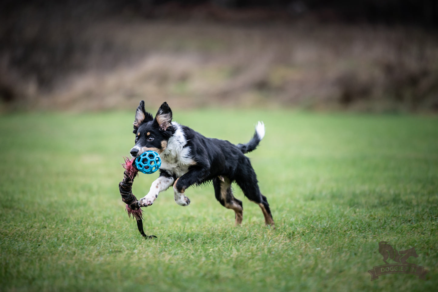 Doggie-Zen Knitrende JW Hol-ee