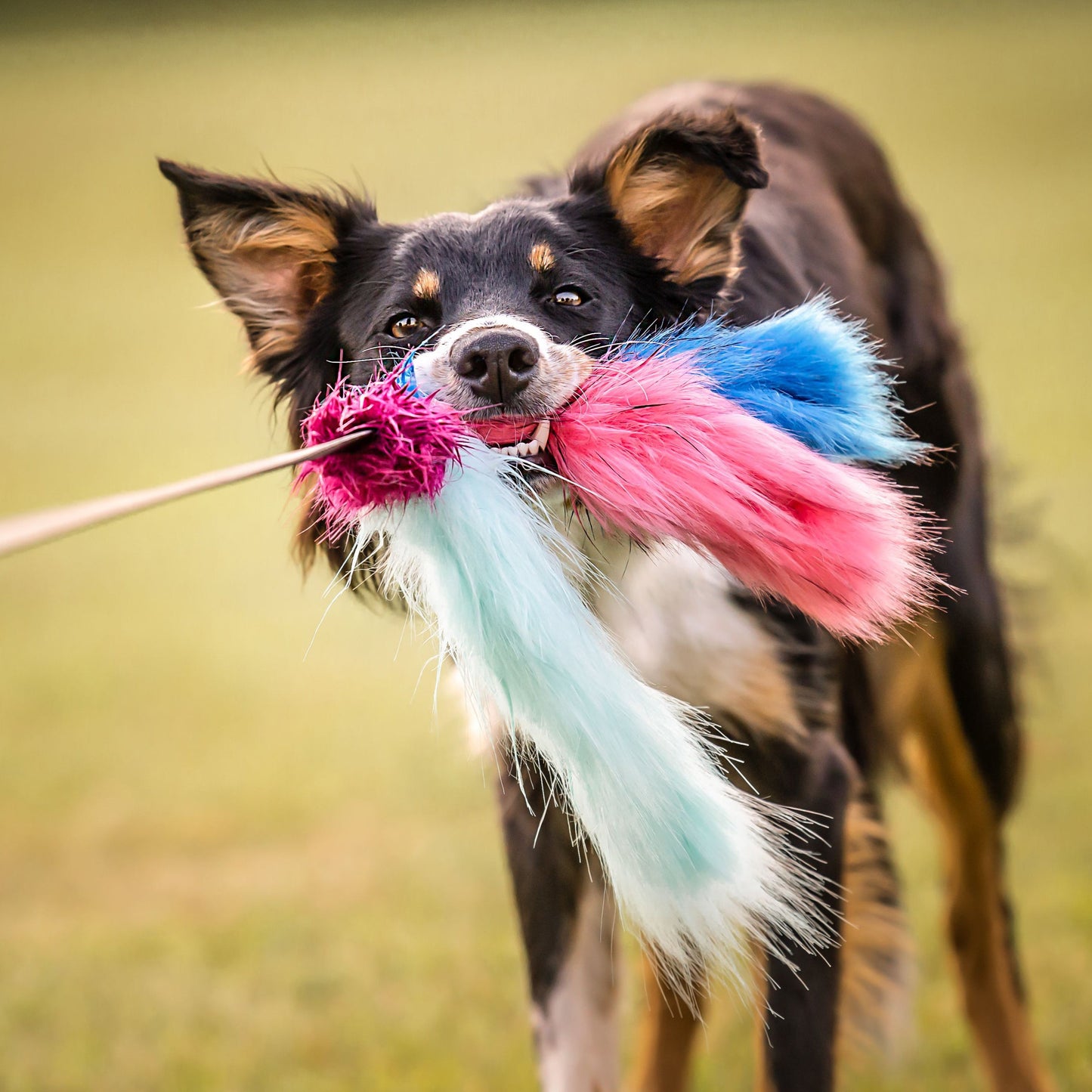 Doggie-Zen Blekksprut med  3 tentakler