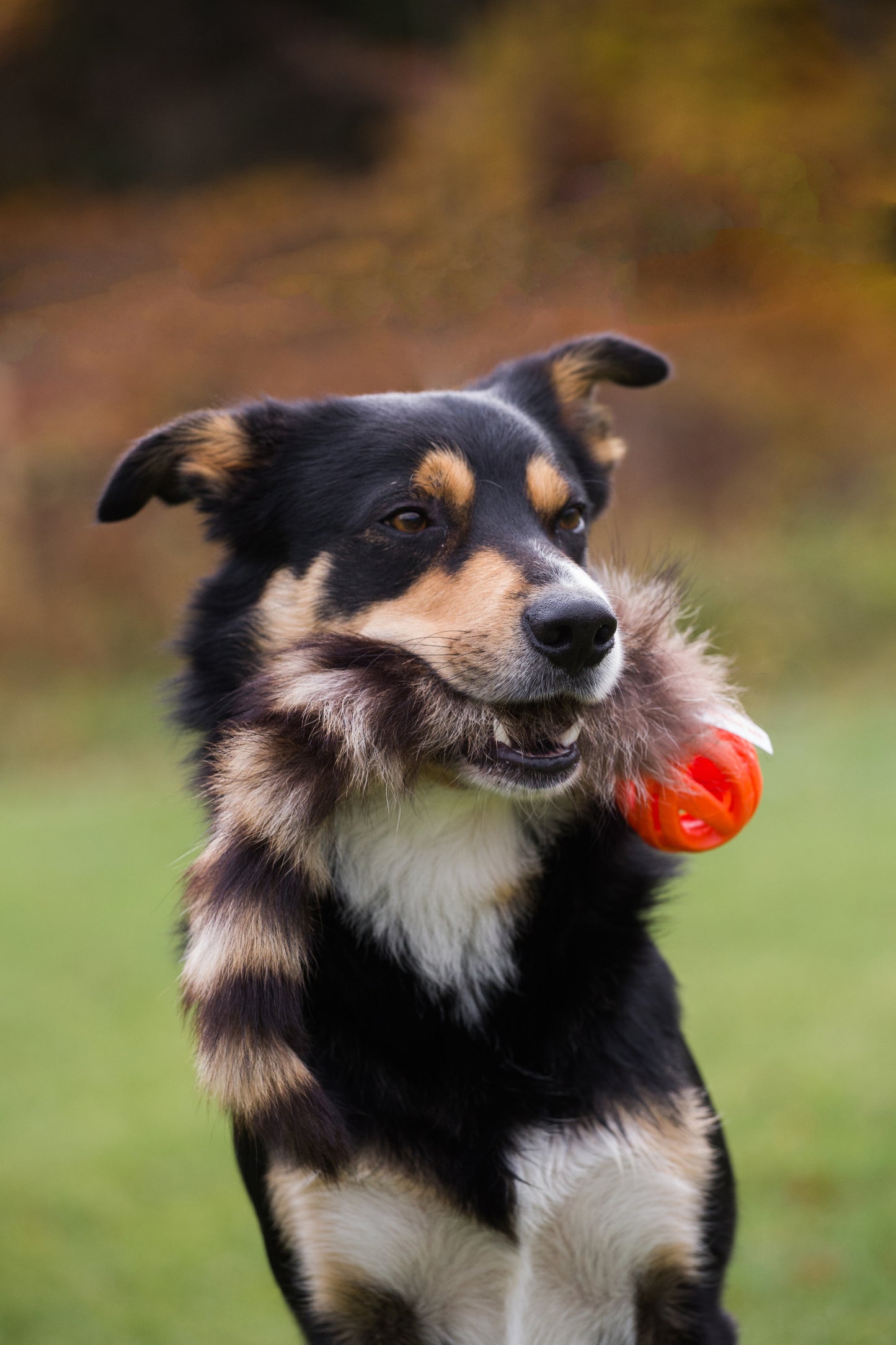 Doggie-Zen Chuckit Air med Vaskebjørnshale