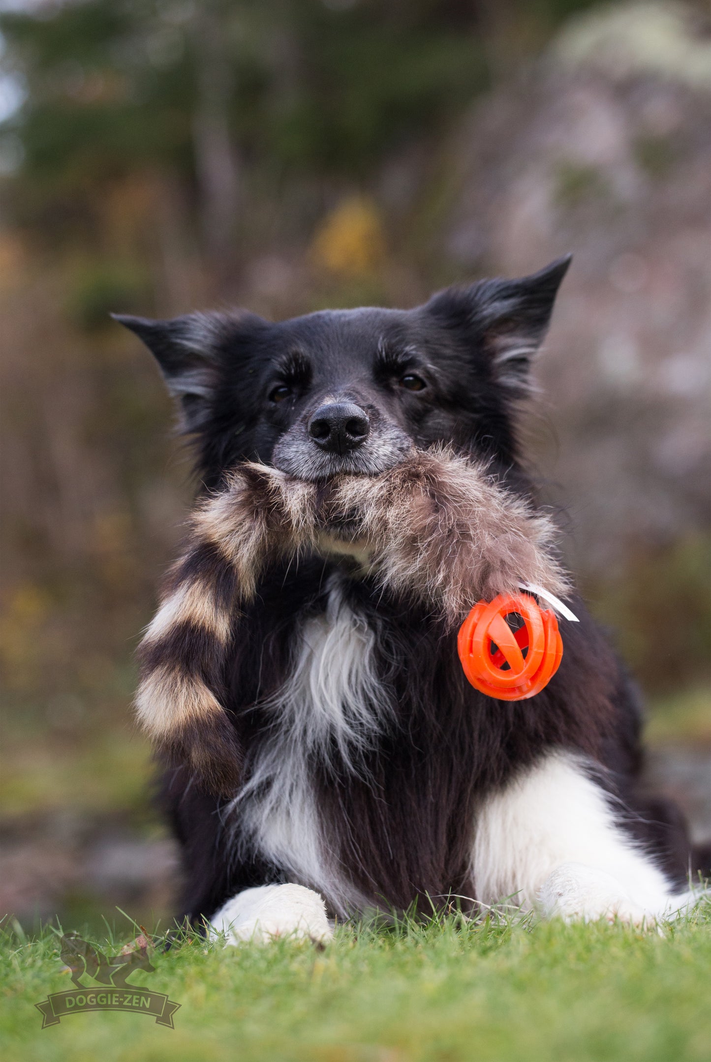 Doggie-Zen Chuckit Air med Vaskebjørnshale