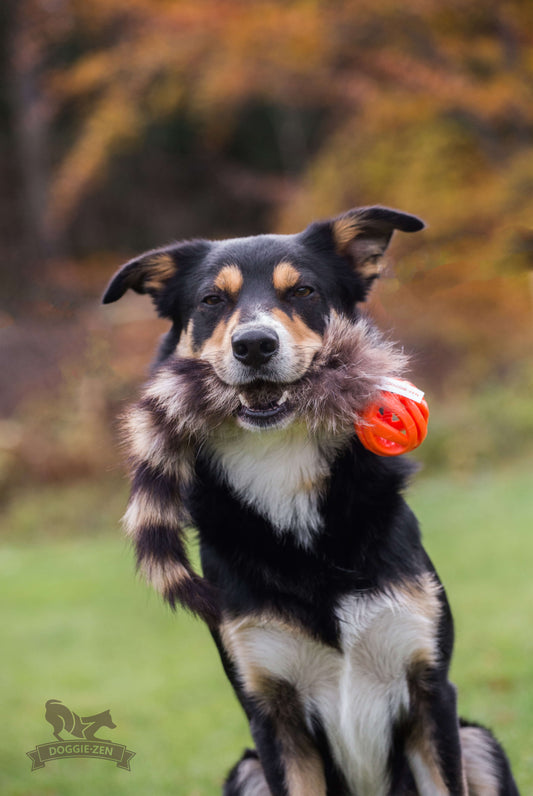 Doggie-Zen Chuckit Air med Vaskebjørnshale