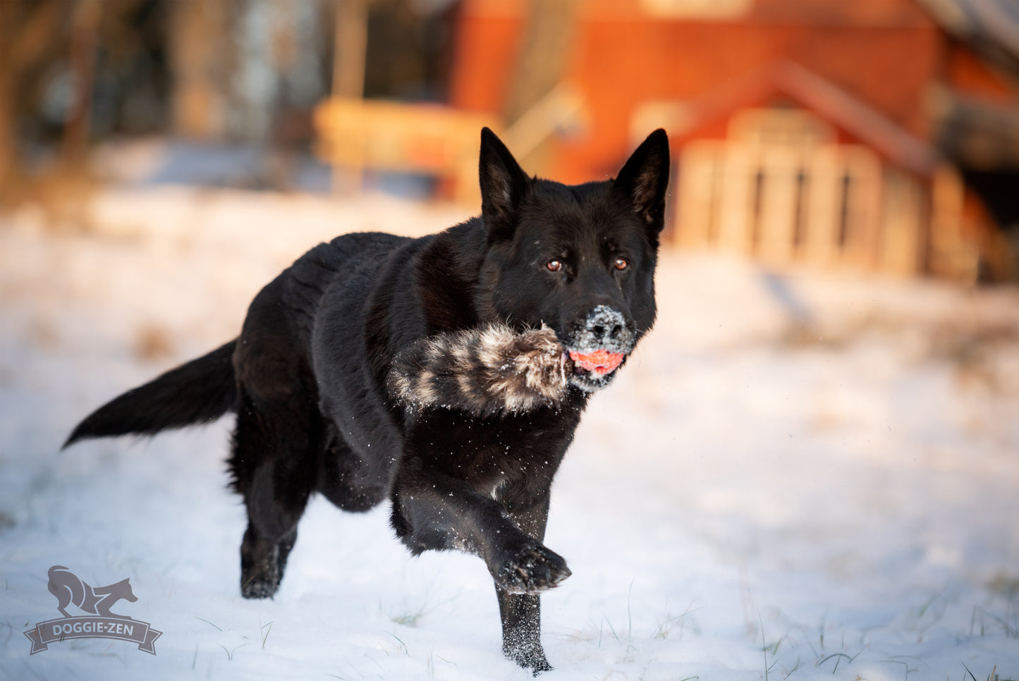 Doggie-Zen Chuckit Air med Vaskebjørnshale