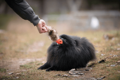 Doggie-Zen Chuckit Air med Vaskebjørnshale