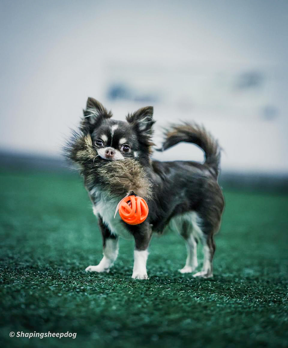 Doggie-Zen Chuckit Air med Vaskebjørnshale